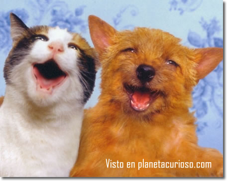 http://chiarasofia.blogia.com/upload/20100518201922-gatos-perro-amigos2.jpg